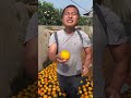 Farmer harvesting orange in the farm so fresh #farming #harvest #landscape #satisfying