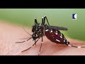 കോവിഡിന്റെ മറവിൽ പടരുന്നു... മറ്റൊരു അപകടകാരി dengue fever kaumudy