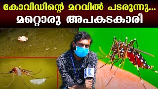 കോവിഡിന്റെ മറവിൽ പടരുന്നു... മറ്റൊരു അപകടകാരി | Dengue fever | Kaumudy