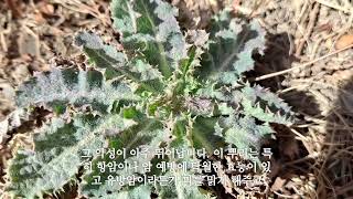 방가지똥 나물 정력,천연 항암약초/건강정보 HERBS