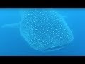 Massive whale shark swims directly under surprised scuba diver