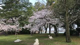 【桜だぁ】滋賀県膳所城跡公園