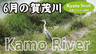 Kyoto Japan 【4K】6月の賀茂川（鴨川デルタ→出雲路橋→北大路橋→御菌橋→上賀茂神社）Kamo River in June（Kamigamo-jinja Shrine Until）