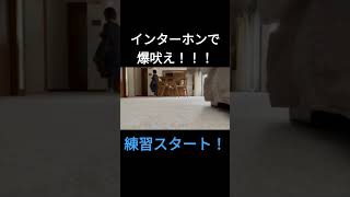 インターホンで爆吠え！！！３ヶ月の練習した結果・・・ #しつけ #子犬 #しつけ方 #吠える #インターホン