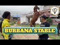 Ternak Kuda Untuk Naik Haji , BURBANA STABLE Dengan Kuda Penjantan nya.