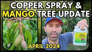 Spraying Your Mango Trees With Copper?