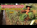 madami pang dapat matutunan sa bukid sitaw harvest