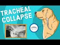 Tracheal Collapse in Dogs | Vet Explains