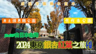 2024東京銀杏紅葉之旅(4)