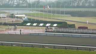 香港馬　エアロヴェロシティ号　初制覇　（2015年　高松宮記念ＧⅠ）