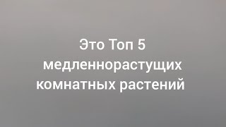 Топ 5 самых медленнорастущих растений в моей коллекции