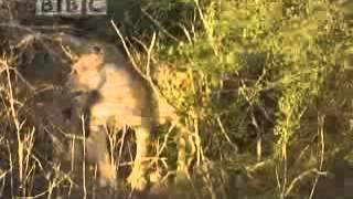 Young Lionesses Vs Adult Male Crocodile   VidoEmo   Emotional Video Unity flv