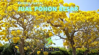 Jual Pohon Tabebuya di Serang Banten 085648377778 Khusus Partai