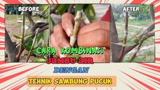 Cara kombinasi jambu air dengan tehnik sambung pucuk