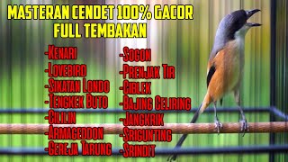 MASTERAN CENDET GACOR SUARA TENGKEK BUTO DAN KUNTI AMPUH BUAT MEMANCING EMOSI