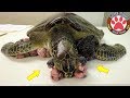 Removing Barnacles/ Ghost Net/ Tumour from Poor Sea Turtles Compilation 2019 - Rescue Sea Turtles