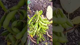 JS-2034 Soyabean😲#shorts  || Soyabean Farming🤑#satisfying || Best Variety Soyabean#short