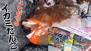 何が何でも釣りたいブダイ!!!! の巻