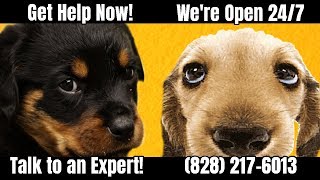 Emergency Vet Charlotte Saturday|Charlotte, NC Veterinary Care