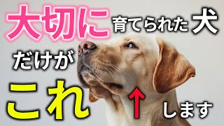 【完全版】大切に育てられた犬だけに見られる仕草21選