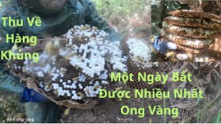 Bội Thu Ngày Bắt Được Nhiều Ong Vàng Nhất