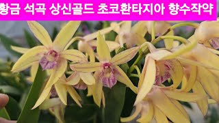 황금석곡 문라이트 상신골드 초코환타지아 화이트긴기아 지고베타