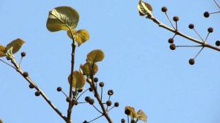 Indigenous Species beneficial for Kalmegh (Andrographis) Cultivation. Part-1 © Pankaj Oudhia