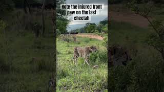 Cheetahs early escape from Buffalo herd #wildlife #safari #cheetahs #cheetah #buffalo #nature