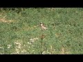 red backed shrike lanius collurio törnskata