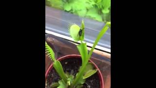 Venus Fly Trap In Action (Great Quality-HD)