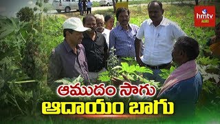 విస్తరిస్తున్న ఆముదం సాగు | Castor Cultivation Guide | hmtv Agri