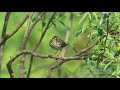 northern waterthrush 4k