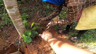 HOW TO PLANT BLACK PEPPER BASKET| HOW TO GROW BLACK PEPPER#agriculturevlog #ಕನ್ನಡವ್ಲಾಗ್