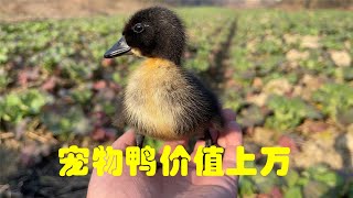 Masked Bird Brother｜No wonder pet ducks are worth tens of thousands, you see how close they are.