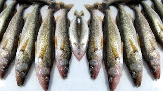 Cranking Big Walleye From Boysen Reservoir - Catch Clean Cook