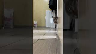 cat video#cat #catfancy#cutecat#nicecat(4)