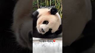 #러바오  잘자 굿나잇🥰Lebao#樂寶#panda#푸바오 에 이어 쌍둥이 딸까지  그리고 예쁜 부인 #아이바오 다가진 남자 러바오  러바오의 모든몸짓은 유니크#판다 #unique