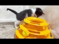 こちょこちょパーを催促する子猫 生後33日目【お盆3兄妹 23】kitten urging kochokochoper.