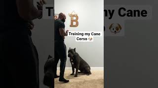 Training My Cane Corso 🐶