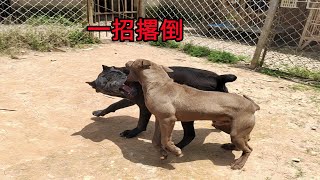 卡斯罗犬与比特犬谁厉害，猛犬对决立分高下