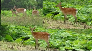 エゾシカの親子（夏毛）が走ったり散歩したりる様子in北海道釧路阿寒川