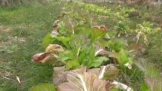 [Natural Farming] February 12, 2025 Broad beans are limp...Snap peas are dying from frost [natura...