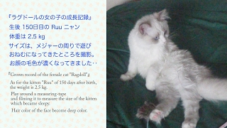 【猫の成長記録】生後150日のラグドール子猫［Ruu #038］ Ragdoll kitten Ruu of 150 days after birth