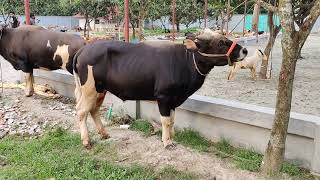 Dangerous wild cow || goyal cow farm || world biggest wild cows.