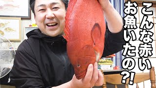 トマトのような赤さ！身はどんなだろう？おいしいのか捌いて食べてみました！！