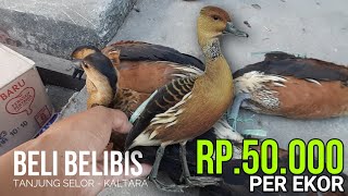 BELANJA BELIBIS DI PASAR INDUK TANJUNG SELOR, KALIMANTAN UTARA