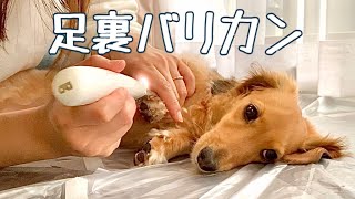 緊張する飼い主を優しく見守る空【空の日常動画】#088 ミニチュアダックスフンド