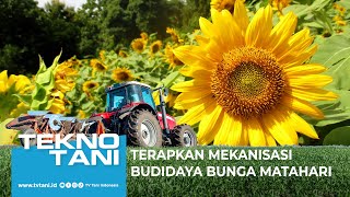 Terapkan Mekanisme Budidaya Bunga Matahari