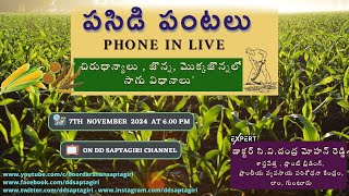 పసిడి పంటలు  Phone in Live  || చిరుధాన్యాలు , జొన్న, మొక్కజొన్నలో సాగు విధానాలు ||  7.11.24, 6.00pm