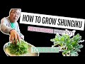 How to Grow Shungiku | Tong Ho | Chrysanthemum | Seed to Harvest